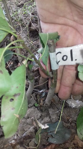 evolutie cam slaba la par columnar - altoiri 2018