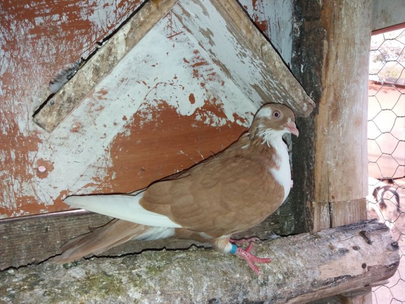 7127  mascul  2018 - Plecați ALBUM 2