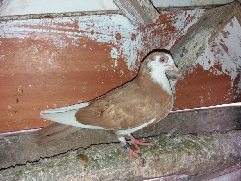 5181  femelă  2018 - Plecați ALBUM 2