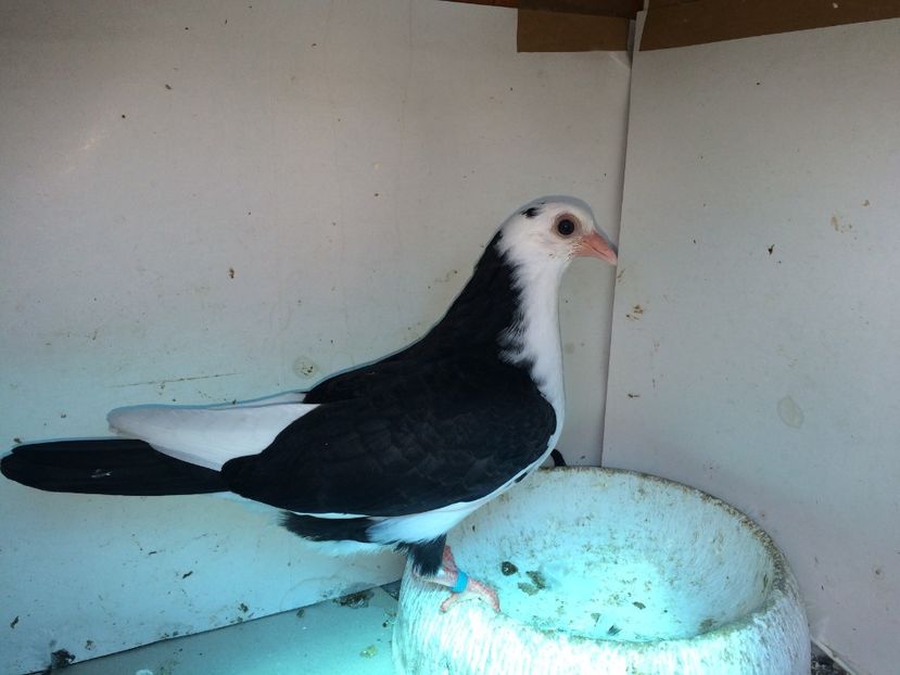 7163  mascul  2018 - Plecați ALBUM 2