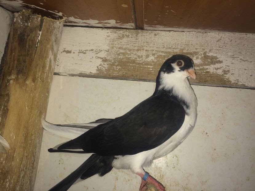 7153  mascul  2018 - Plecați ALBUM 2