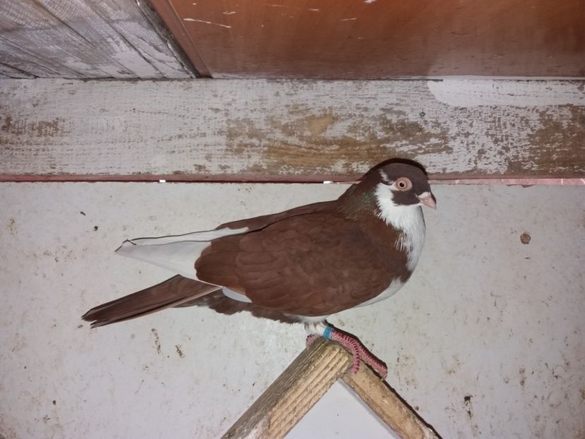 7077  mascul  2018 - Plecați ALBUM 2