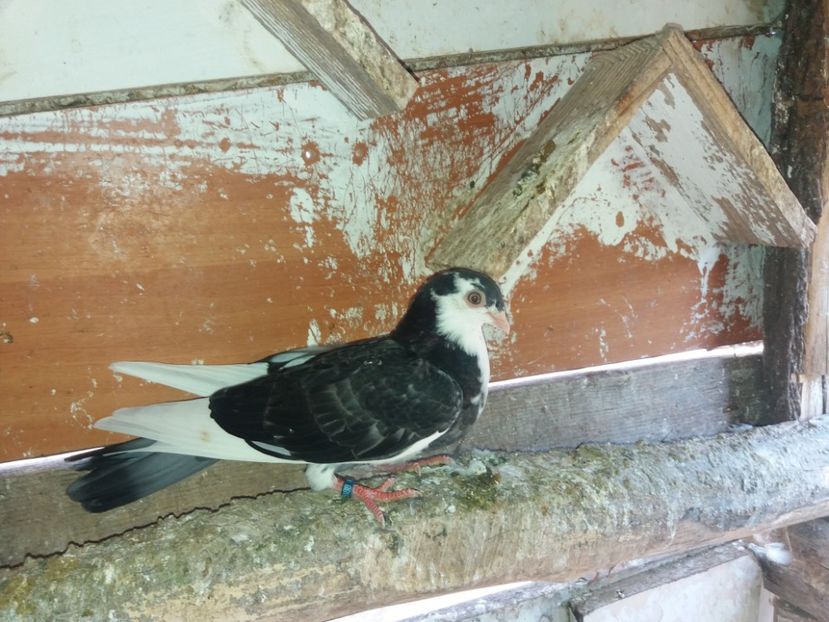 5188  femelă  2018 - Plecați ALBUM 2