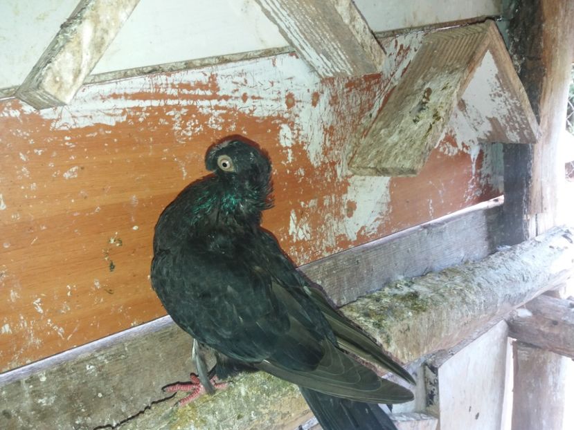 7117  mascul  2018 - Plecați ALBUM 2