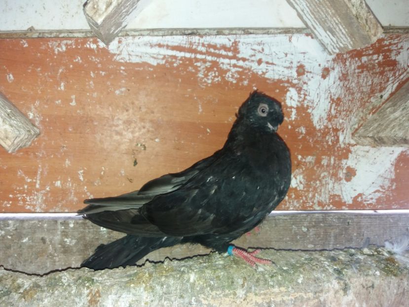 7146  femelă  2018 - Plecați ALBUM 2