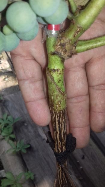 copulatie in verde la vita - altoiri 2018