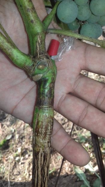 despicatura in verde la vita - altoiri 2018