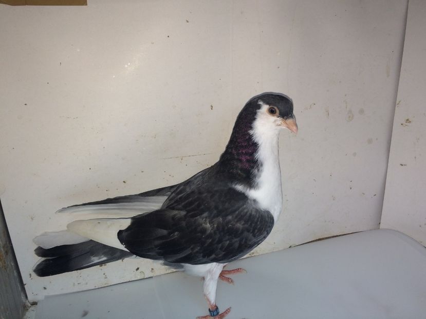 5197  mascul  2018 - Plecați ALBUM 2