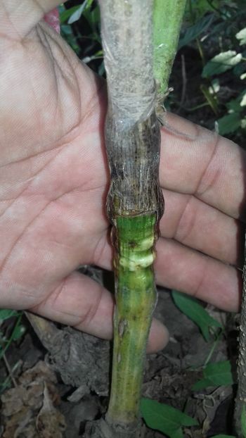 despicatura coarda lignificata pe coarda verde Moldova altoiul - altoiri 2018