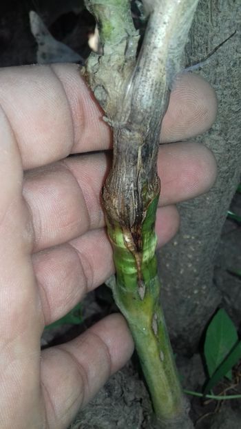 vedere alta pozitie - altoiri 2018