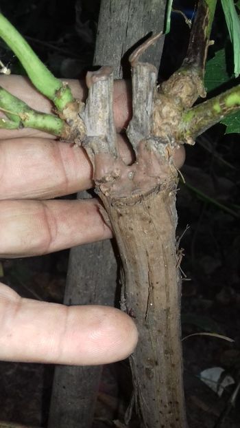 despicatura coarda lignificata pe lemn multianual , Moldova altoiul - altoiri 2018