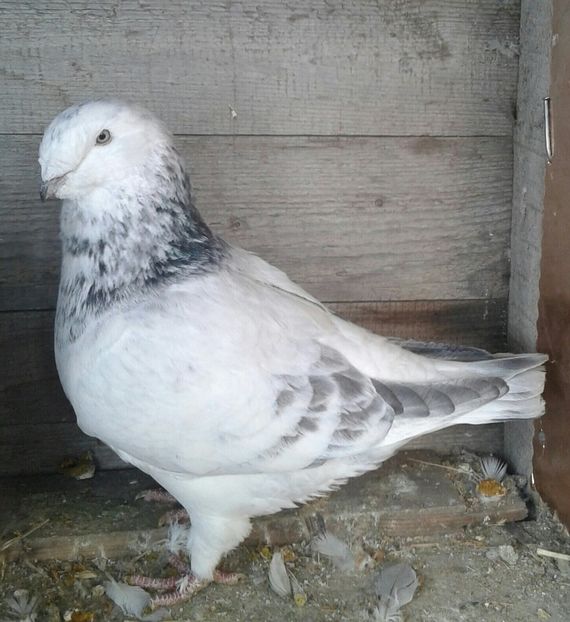 20180302_130913-2-1 - Matca 2019