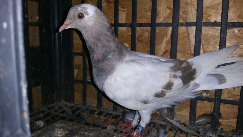  - Pasari facute cadou