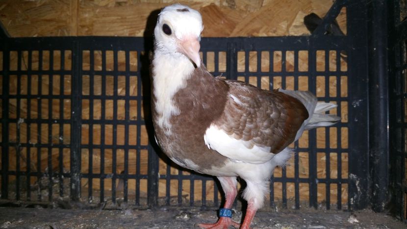  - Pasari facute cadou