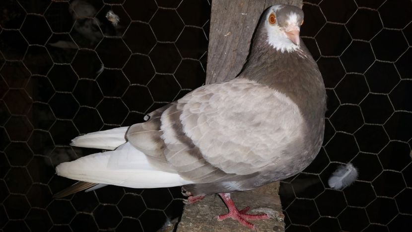  - Pasari facute cadou