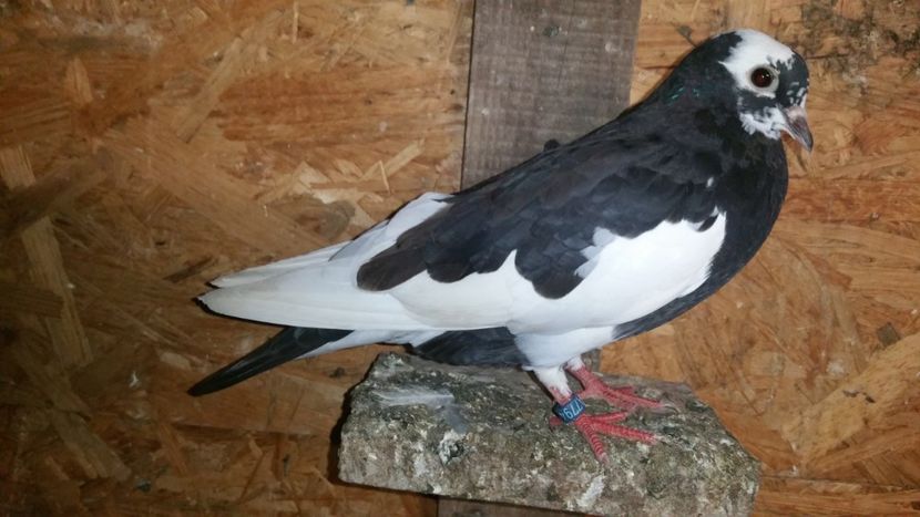  - Pasari facute cadou