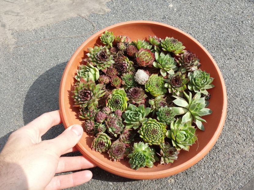  - Sempervivum - 2018 - 2020