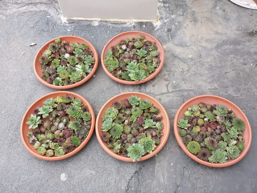  - Sempervivum - 2018 - 2020