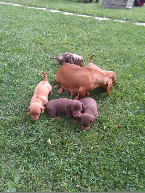  - x-Teckel-Dachshund