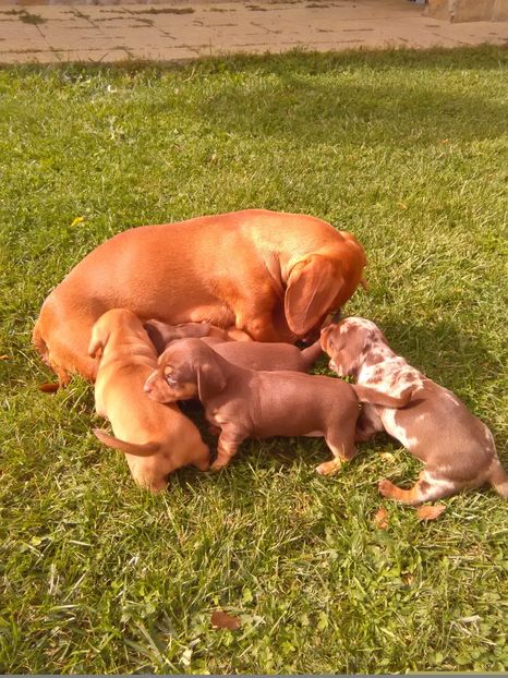  - x-Teckel-Dachshund