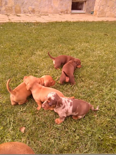  - x-Teckel-Dachshund