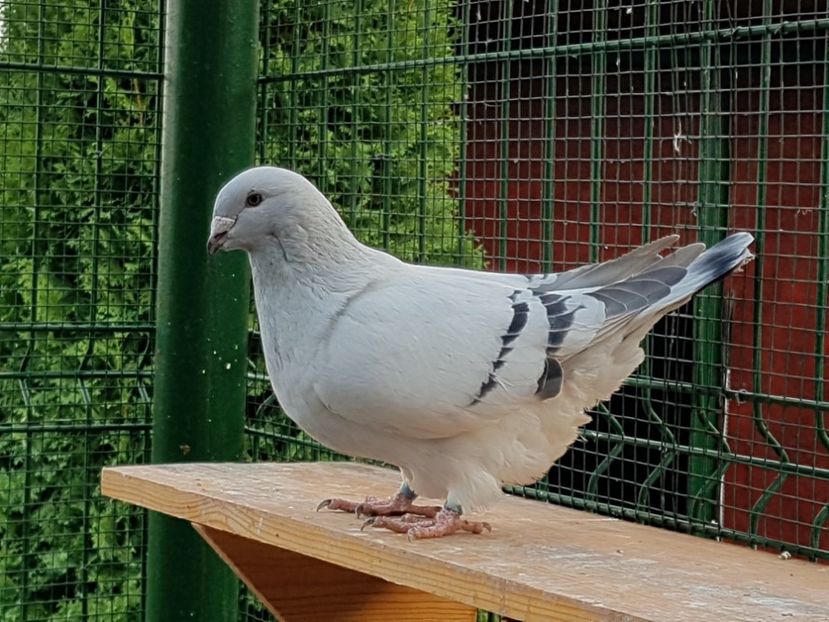 M-2018-4015 - 0-VRdF-2018