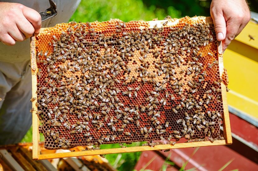 IMG-20180924-WA0013 - my Bees