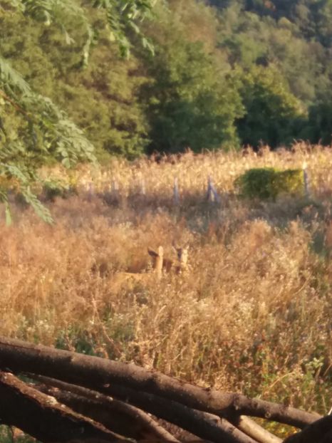  - La țară august 2018