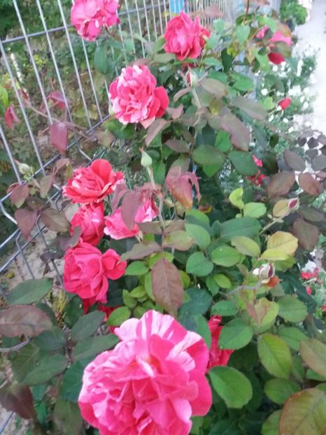 Cumparat drept trandafir bicolor de la Pestre - Toamna 2018
