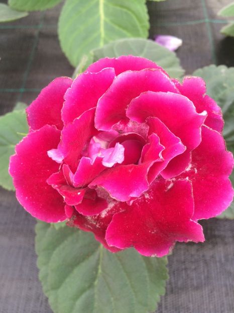 Gloxinia - 1 Sylvia