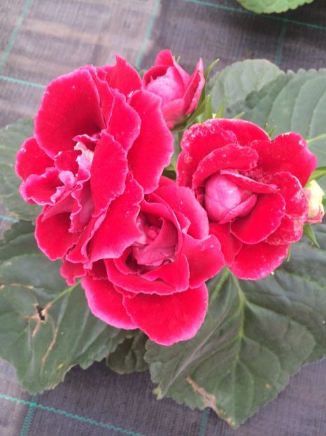 Gloxinia - 1 Sylvia