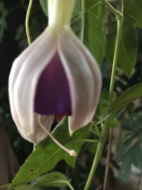 Lorraine - Fucsii 2018