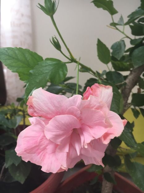 B6661DA9-11A4-4D7E-82EF-2F03B6DA96E6 - Hibiscusi 2018