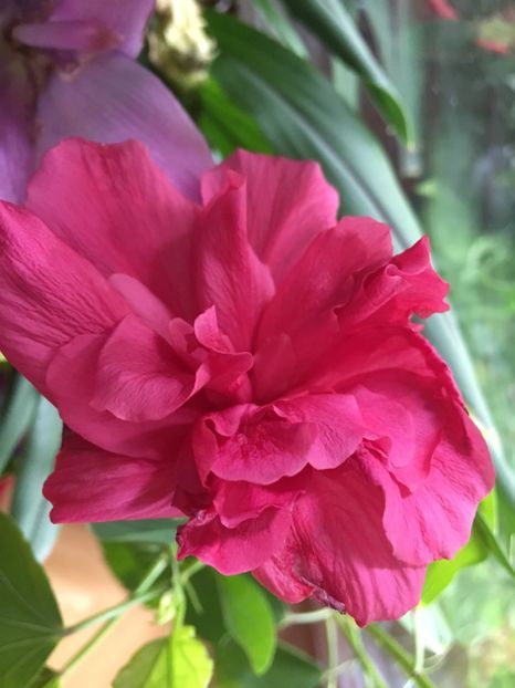 A3B72873-F6BA-46A0-95C0-A306B8BBB429 - Hibiscusi 2018