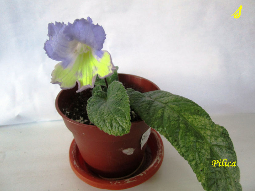 Pilica(2-x-2018) - Streptocarpusi 2018