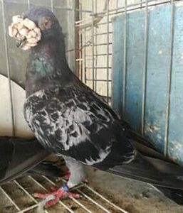  - VOIAJORI DE FRUMUSETE BAGDETI INDIENI GERMANII