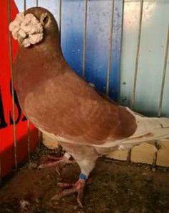  - VOIAJORI DE FRUMUSETE BAGDETI INDIENI GERMANII