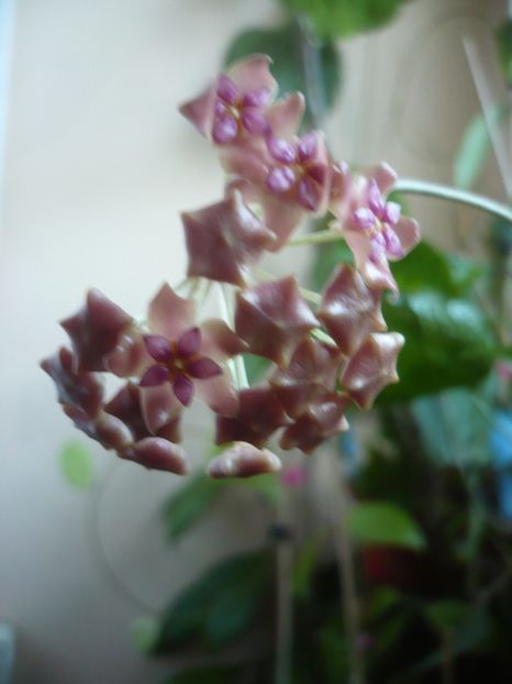 P1400229 - HOYA 2018-2