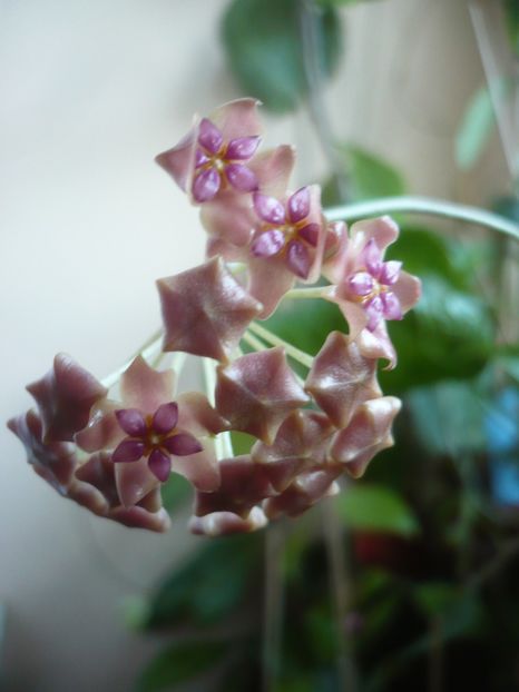 P1400230 - HOYA 2018-2