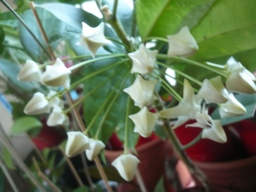 P1400231 - HOYA 2018-2