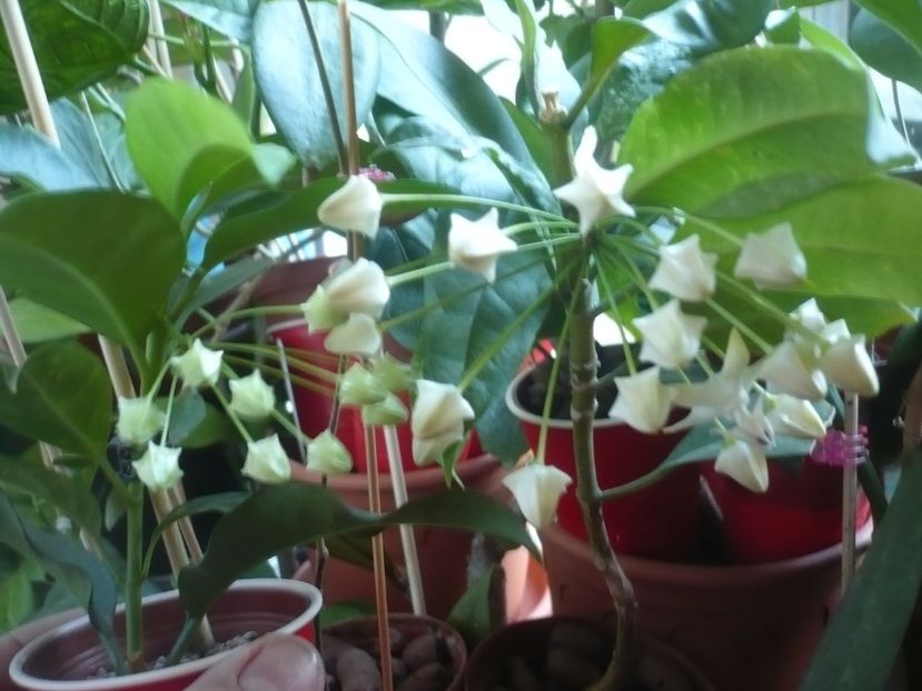 P1400232 - HOYA 2018-2