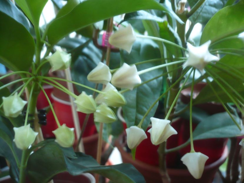 P1400233 - HOYA 2018-2