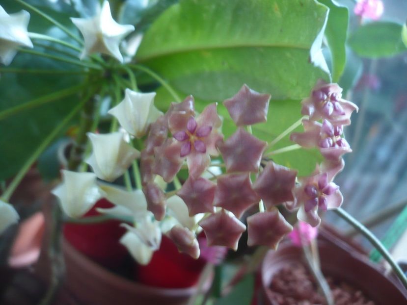 P1400242 - HOYA 2018-2