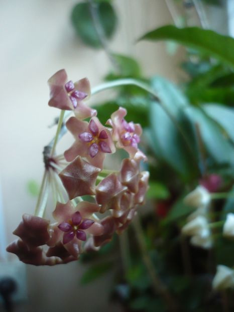 P1400243 - HOYA 2018-2