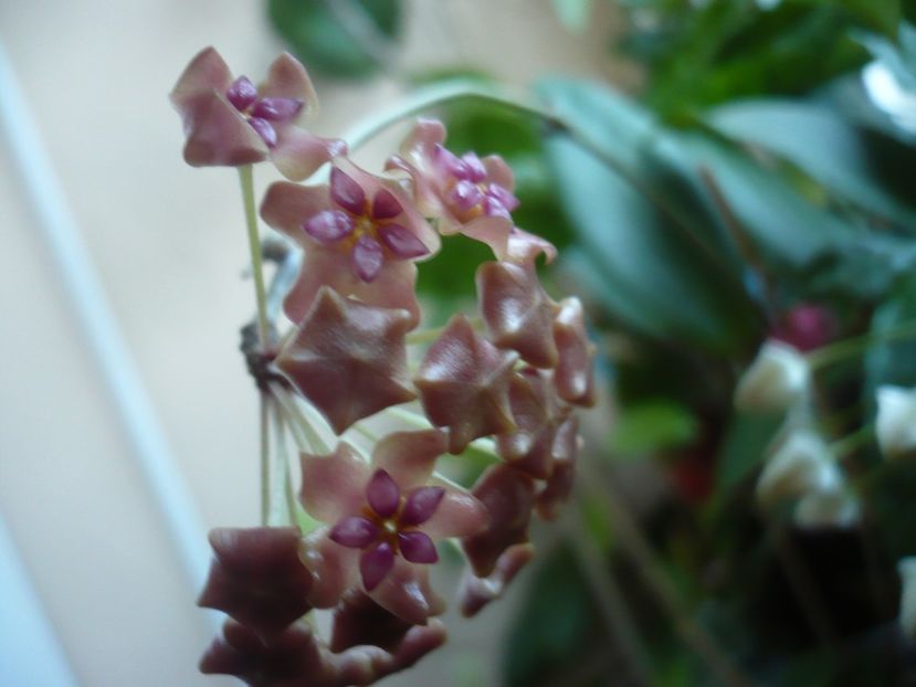 P1400245 - HOYA 2018-2