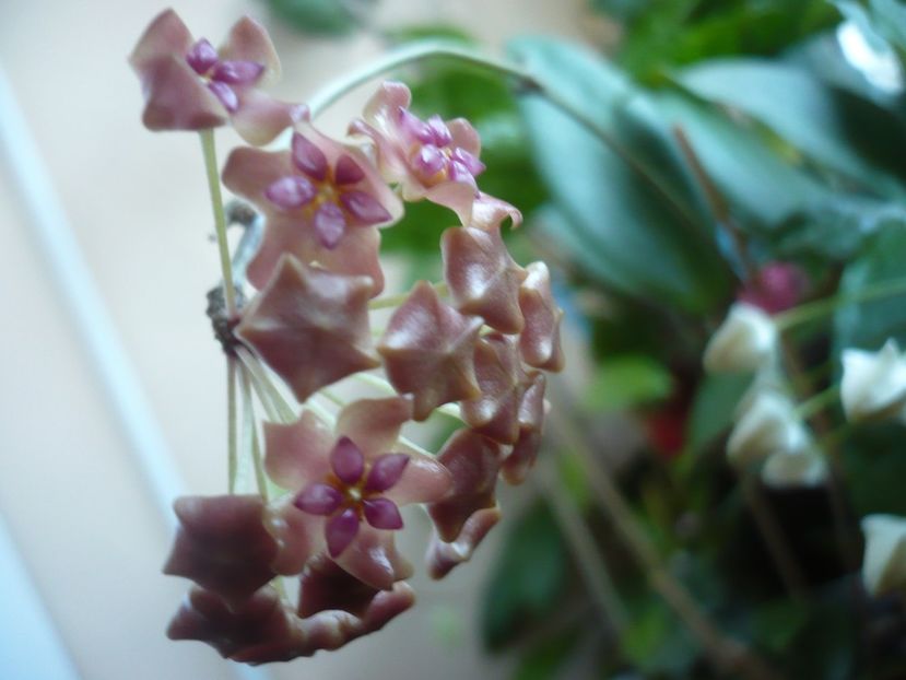 P1400246 - HOYA 2018-2