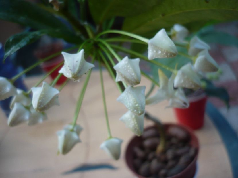 P1400247 - HOYA 2018-2