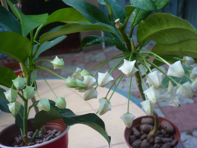 P1400248 - HOYA 2018-2