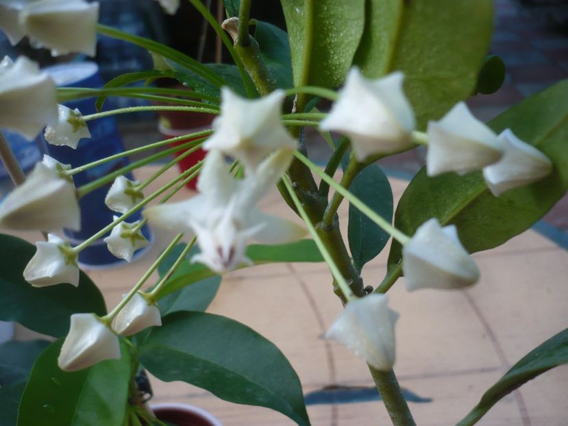 P1400251 - HOYA 2018-2