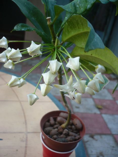 P1400252 - HOYA 2018-2